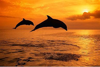 独立模拟游戏《偶像经理人》8月25日登陆Switch主机